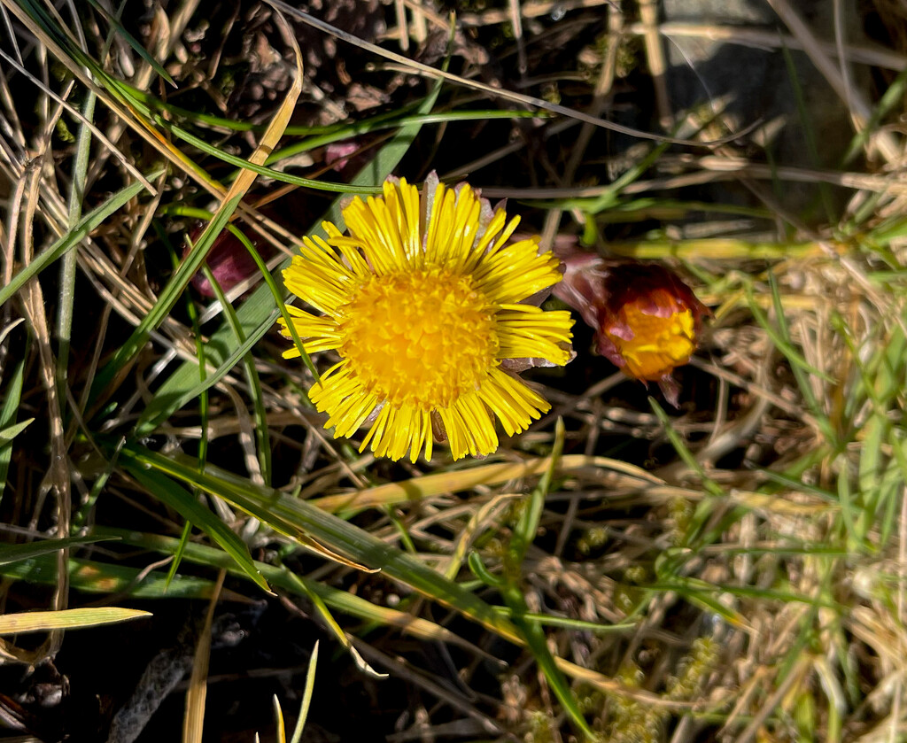 Coltsfoot by lifeat60degrees