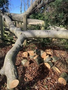 6th Mar 2022 - Fallen beech