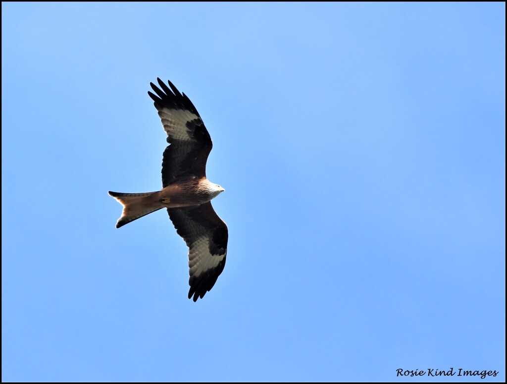 Today's red kite by rosiekind