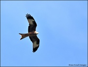 7th Mar 2022 - Today's red kite