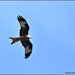Today's red kite by rosiekind