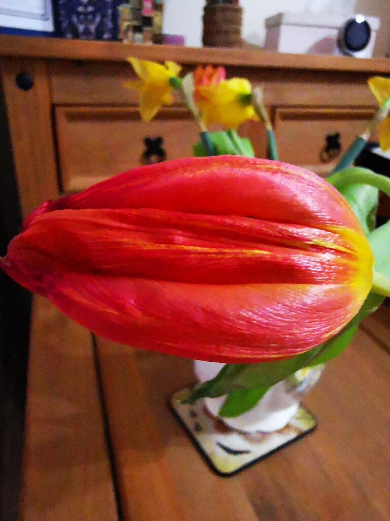 Sideways Tulip by plainjaneandnononsense