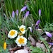 Spring Flowers by arkensiel