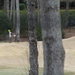 March 7 There is no such thing as a "good" tree on a golf course IMG_5738 by georgegailmcdowellcom