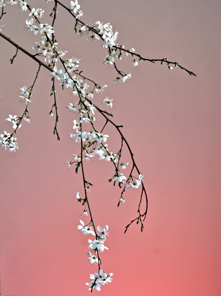 More Spring Blossom by jon_lip