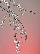 8th Mar 2022 - More Spring Blossom