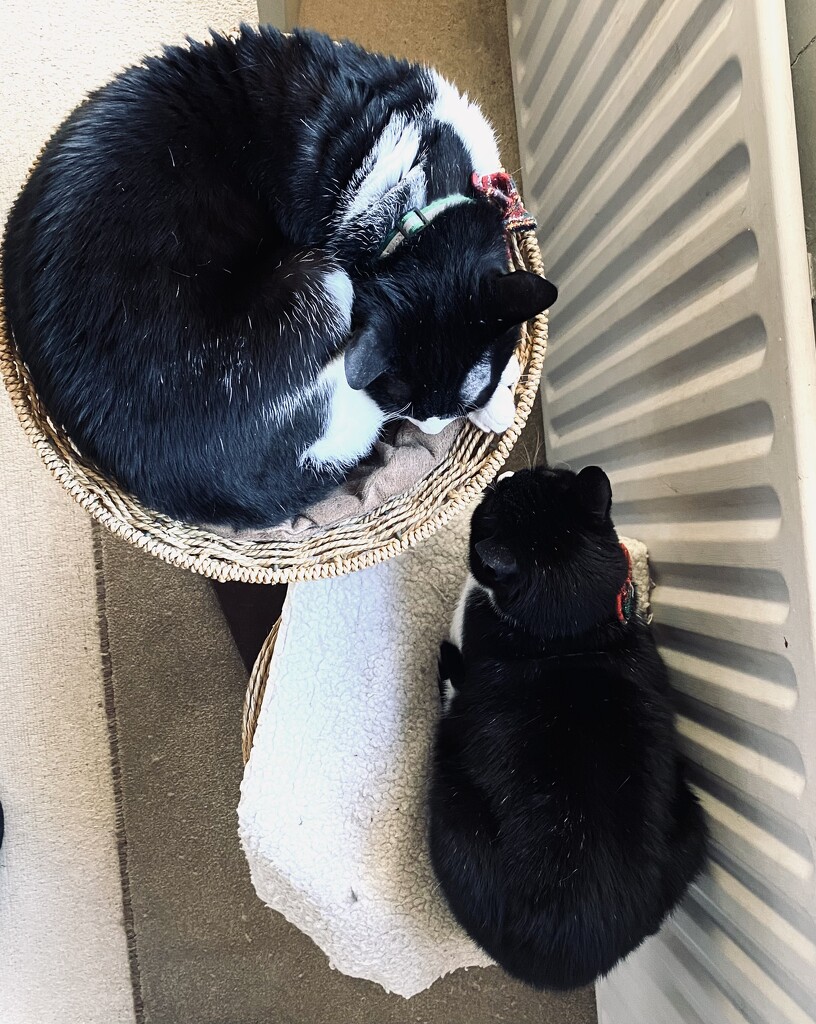 Winter cats sit by radiator by cafict