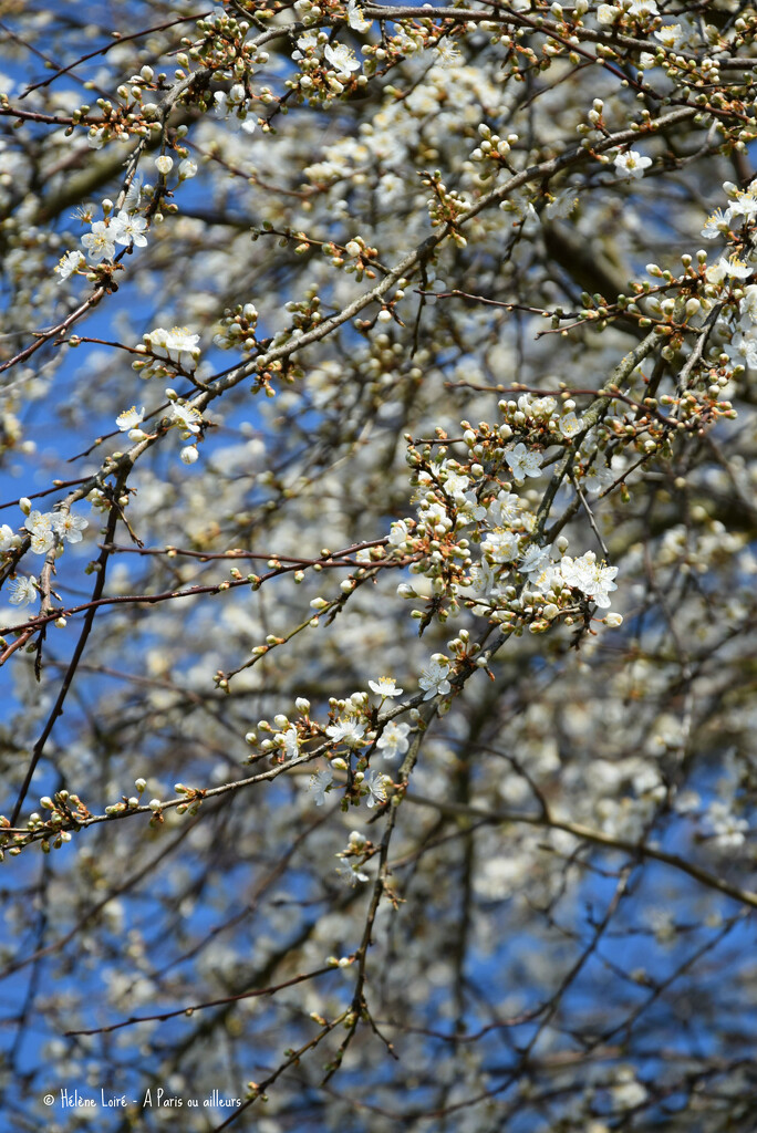 bloom by parisouailleurs