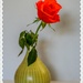 Only A Rose by carolmw