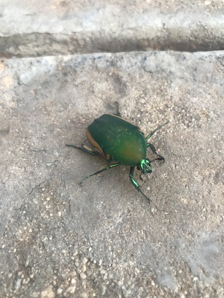 Green Beetle 🪲  by jnadonza