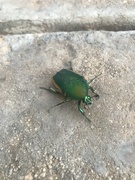 22nd Jul 2021 - Green Beetle 🪲 