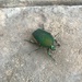 Green Beetle 🪲  by jnadonza
