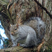 Grey squirrel  by marianj