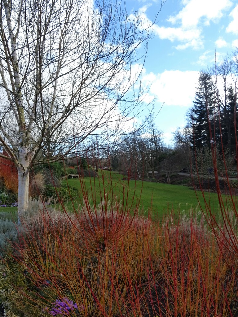 Winter colours in Harlow Carr RHS Gardens, Harrogate  by marianj