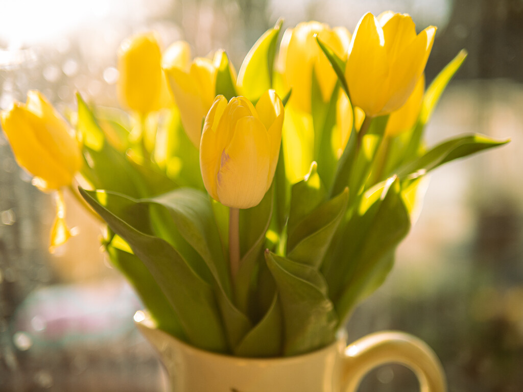 7th March - Tulips in Afternoon Light and Dirty Window by newbank