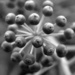 The seed head on my Fatsia Japonica by anitaw
