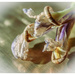Wilted Iris by sanderling