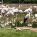 Flamingos by seacreature