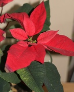 7th Mar 2022 - March 7: Red Poinsettia