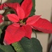March 7: Red Poinsettia by daisymiller