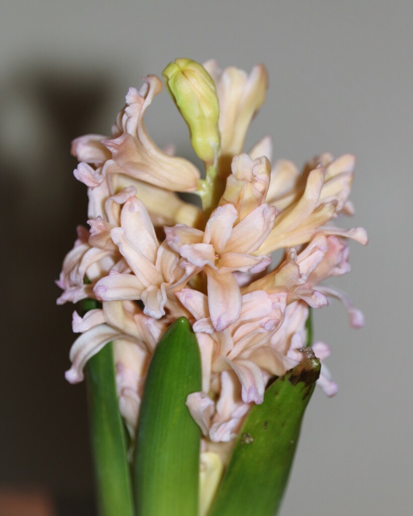 March 6: Pink Hyacinth by daisymiller