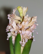 6th Mar 2022 - March 6: Pink Hyacinth