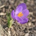 March 5: Purple Crocus by daisymiller