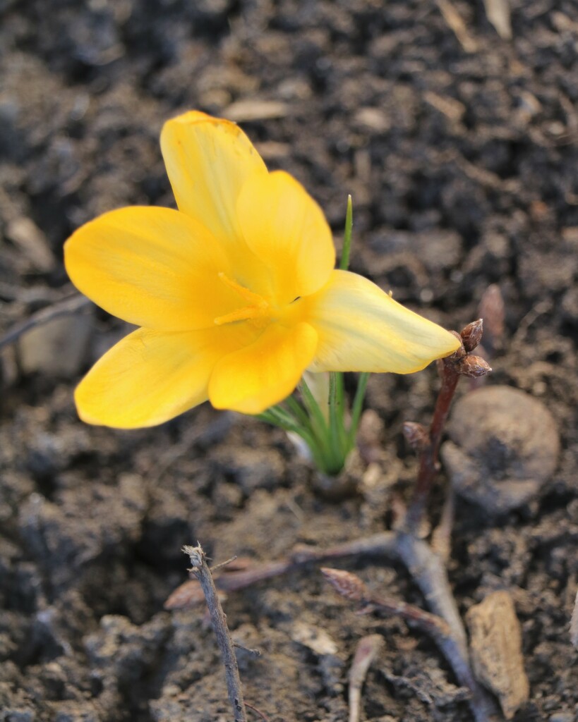 March 2: Yellow crocus by daisymiller