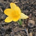 March 2: Yellow crocus by daisymiller