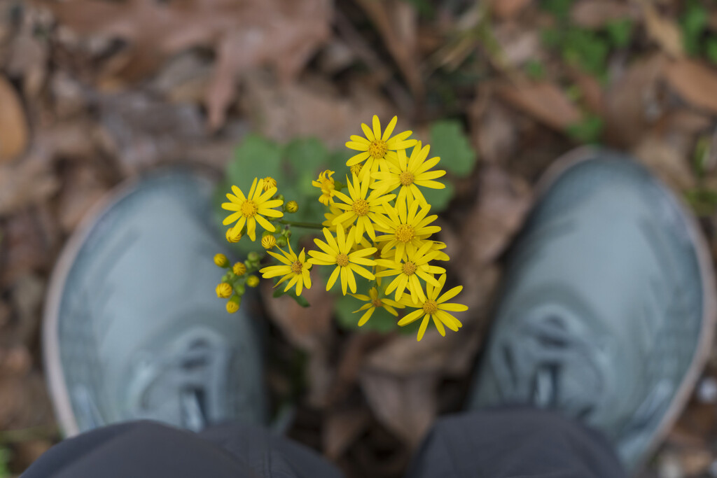 Butterweed Feet by kvphoto