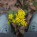 Butterweed Feet by kvphoto