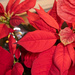 Poinsettia in March red by randystreat