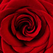 A rose is a rose is a rose by eudora