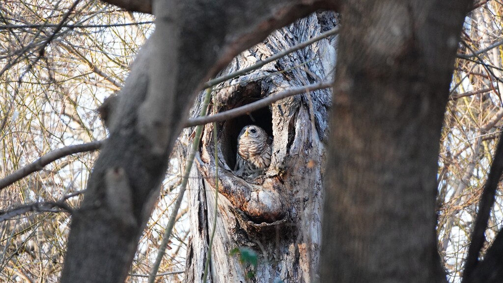 66-365 Owl in her tree by slaabs