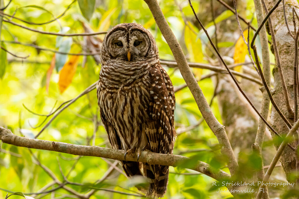 Barred Owl Resting Up! by rickster549