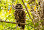 7th Mar 2022 - Barred Owl Resting Up!