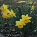 Spring has sprung by margonaut