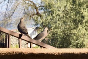 7th Mar 2022 - Morning Doves