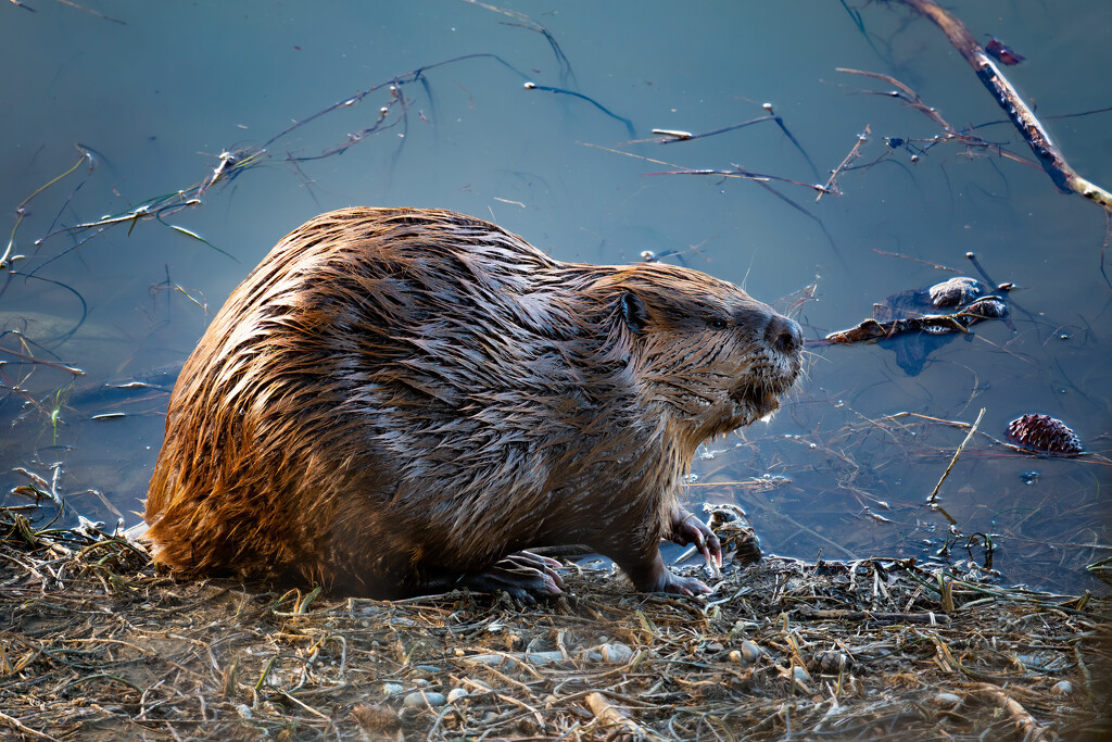 Angry Beaver by teriyakih