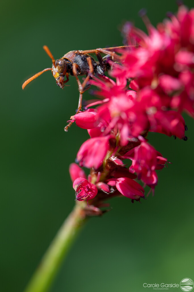 Wasp by yorkshirekiwi
