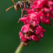 Wasp by yorkshirekiwi