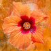 Orange Hibiscus by yorkshirekiwi