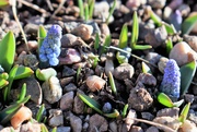 7th Mar 2022 - Grape Hyacinths arising