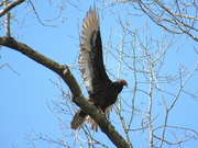 5th Mar 2022 - Stretching it's vulture wings