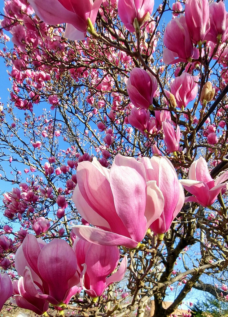 Magnolias  by harbie
