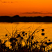 Silhouettes On Orange DSC_9958 by merrelyn