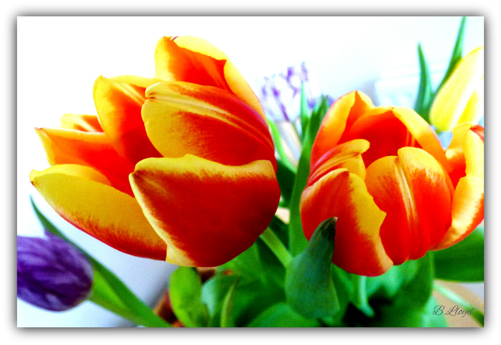Tulips . by beryl
