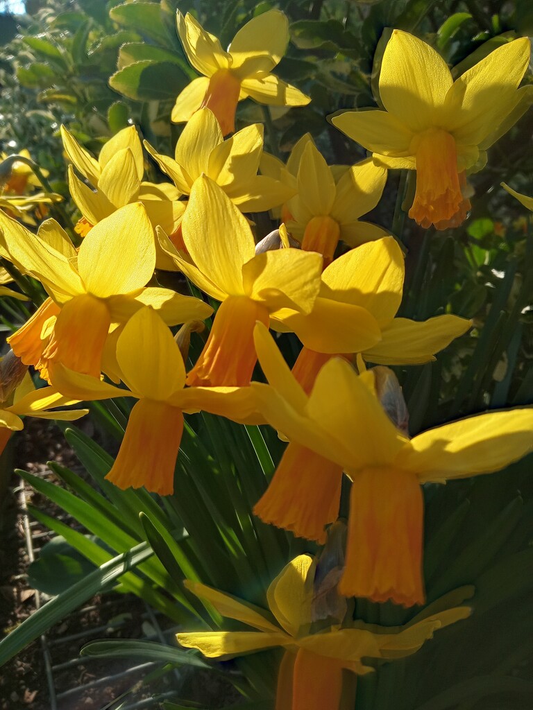 Spring.. sunshine and daffs by 365projectorgjoworboys