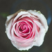 Rose by kwind