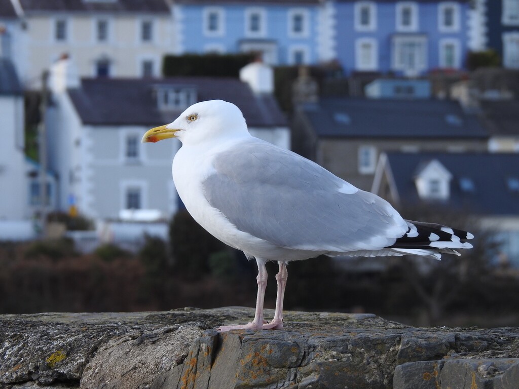 Herring Gull in Newquay by susiemc